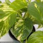 Pothos – Golden – 6″ Pot